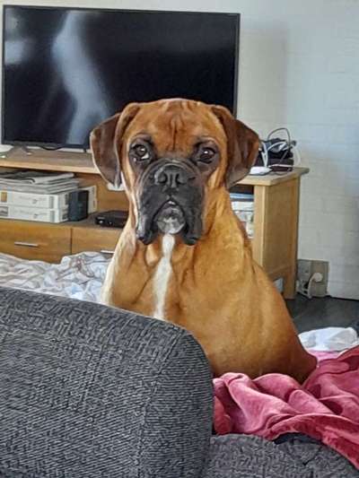 Auslandstierschutz-Beitrag-Bild