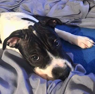 Tierschutzhunde suchen ein Zuhause-Beitrag-Bild