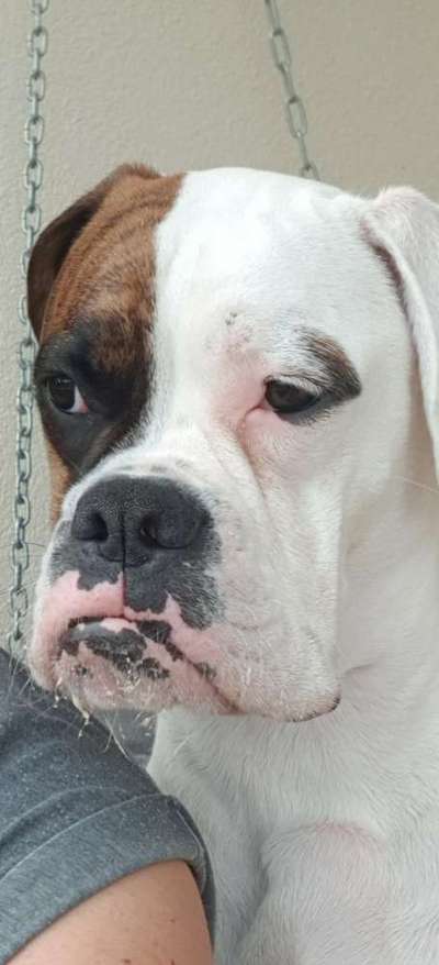 Zeigt eure verrücktesten Hundebilder-Beitrag-Bild