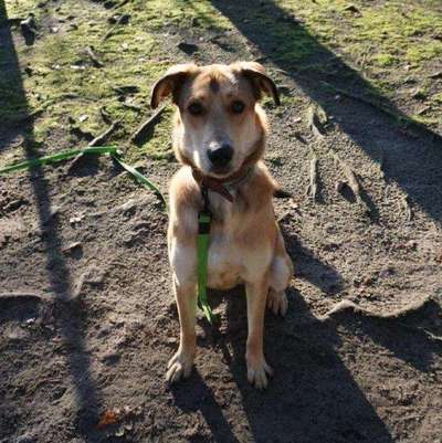 Tierschutzhunde suchen ein Zuhause-Beitrag-Bild