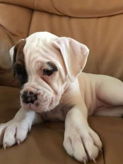 Welpen Bilder !-Beitrag-Bild