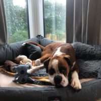 Tierschutzhunde suchen ein Zuhause-Beitrag-Bild