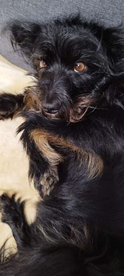 TierschutzhundeStammtisch🐕-Beitrag-Bild