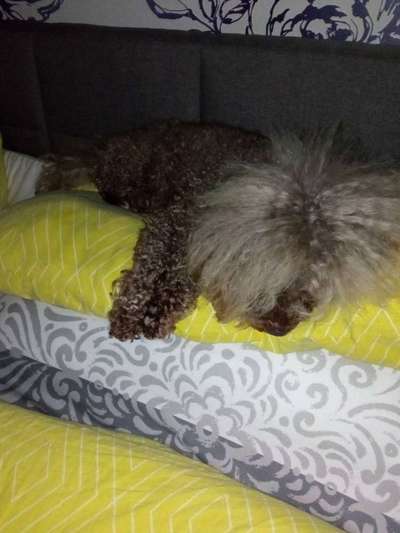 Darf der Hund bei Euch im Bett schlafen?-Beitrag-Bild