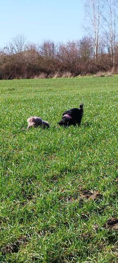 TierschutzhundeStammtisch🐕-Beitrag-Bild