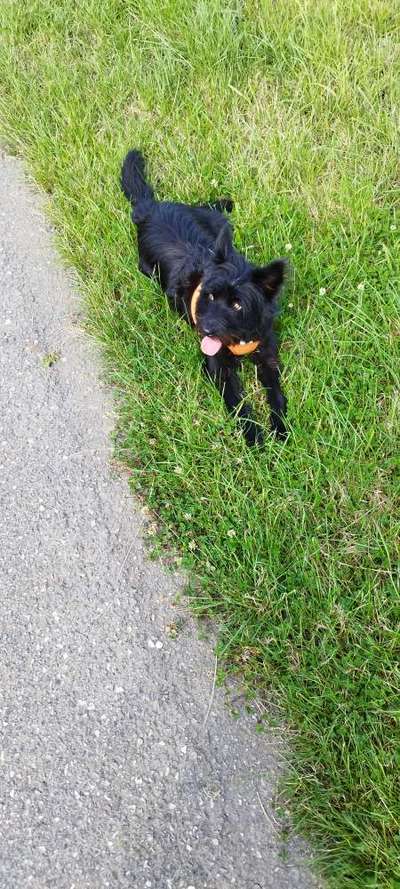 TierschutzhundeStammtisch🐕-Beitrag-Bild