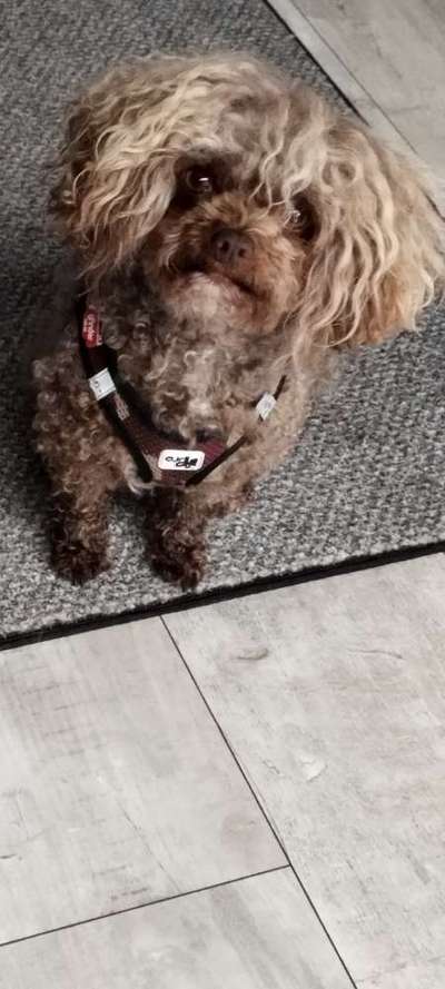 bolonka zwetna 😁-Beitrag-Bild