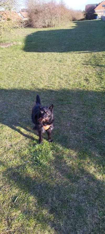 TierschutzhundeStammtisch🐕-Beitrag-Bild