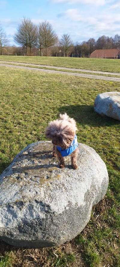 Bolonka Zwetna Freunde-Beitrag-Bild