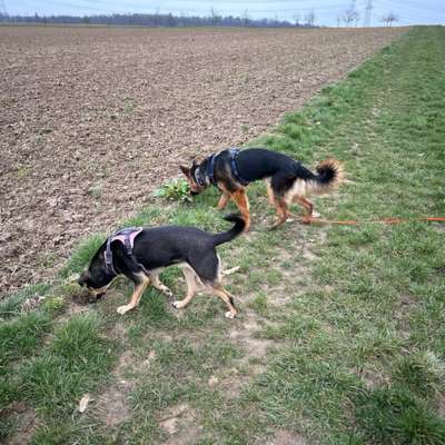 Hundetreffen-Trainingspartner-Bild