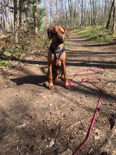 Rhodesian Ridgeback-Beitrag-Bild