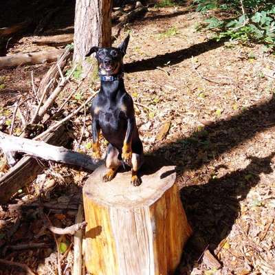 Hundetreffen-Kontakttraining