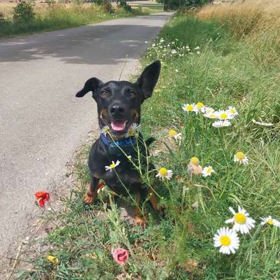 Hundetreffen-Gemeinsame Spaziergänge und Training-Bild