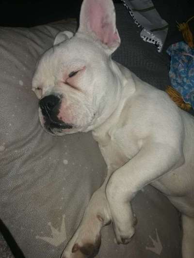 Französische Bulldoggen-Beitrag-Bild