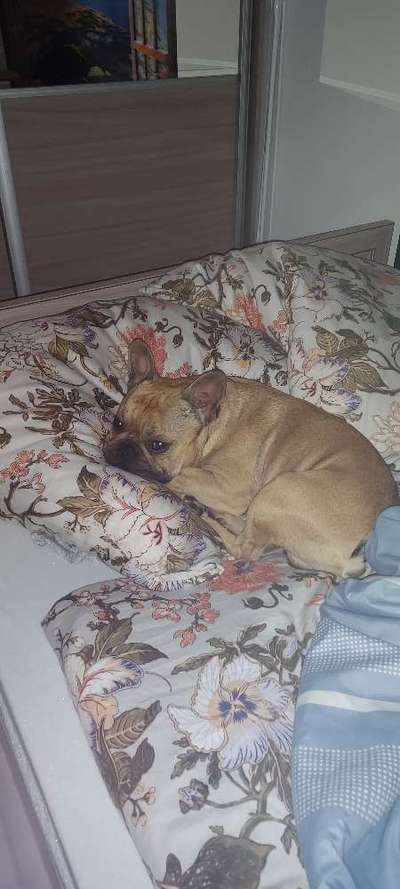 Französische Bulldoggen-Beitrag-Bild