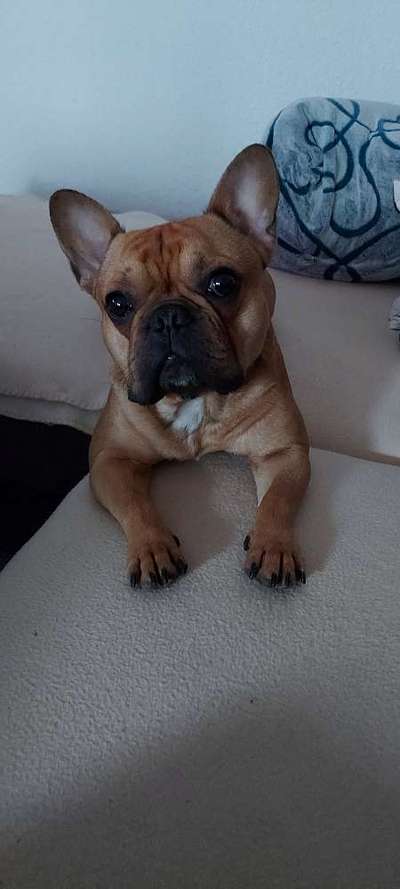 Zeigt her eure Frenchi-Beitrag-Bild