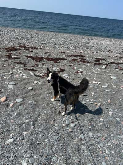 Hundetreffen-Spielfreund / Spielfreundin gesucht-Bild