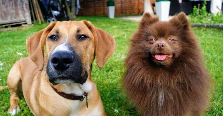 Die Dogorama Wochen Challenge "Friends will be Friends"-Beitrag-Bild