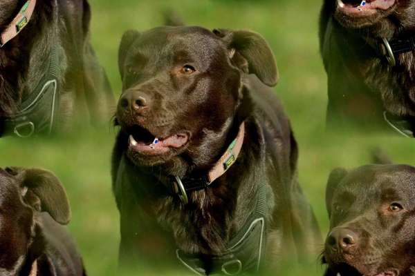 Hundetreffen-Gassigehen und Training in Unterbach mit einem Labrador-Bild