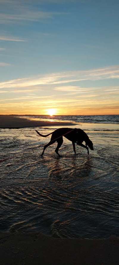 Die Dogorama Kalender Challenge Titelbild-Beitrag-Bild