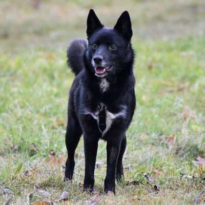 Hundetreffen-Treffen mit Tobi-Bild