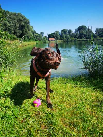 Die Dogorama Wochen Challenge-Beitrag-Bild