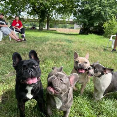 Hundetreffen-Welpentreffen/Gassirunde-Bild