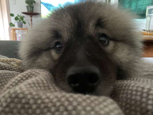 Die besten Hundeblicke 🐾❤️-Beitrag-Bild