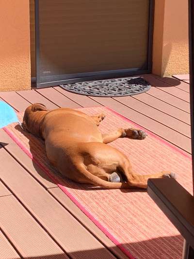 36. Handy Foto Challenge - Sonnenanbeter-Beitrag-Bild