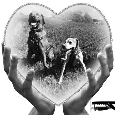 Fotochallenge 124 - Dein Comic-Hund-Beitrag-Bild