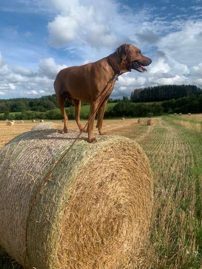 Rhodesian Ridgeback-Beitrag-Bild