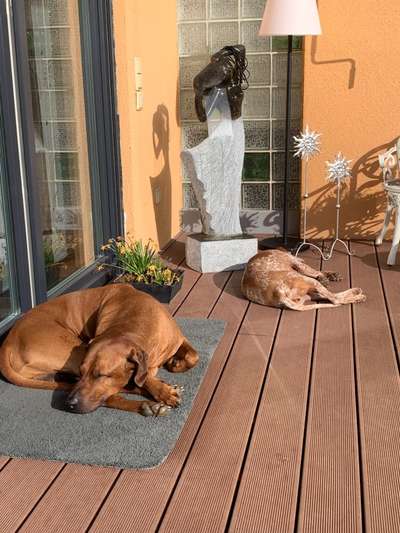 Rhodesian Ridgeback-Beitrag-Bild