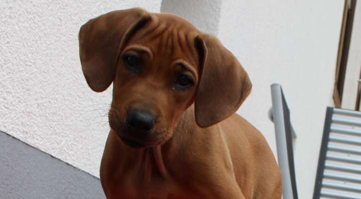 Welpen Bilder !-Beitrag-Bild