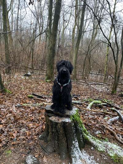 Schnauzer-Beitrag-Bild