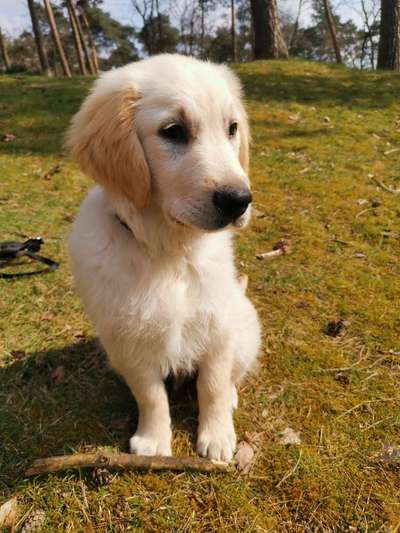 Wo sind die Golden Retriever Liebhaber?-Beitrag-Bild