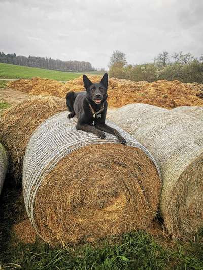 Hundetreffen-Gassi gehen und spielen-Bild