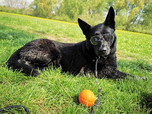 Fotochallenge No. 26                                     Wald und Wiese-Beitrag-Bild