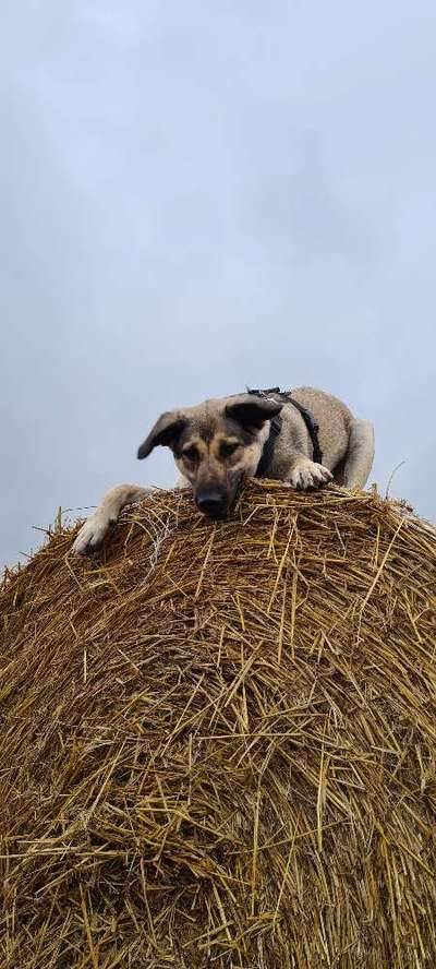 Hunde aus dem Tierschutz für Anfänger?-Beitrag-Bild