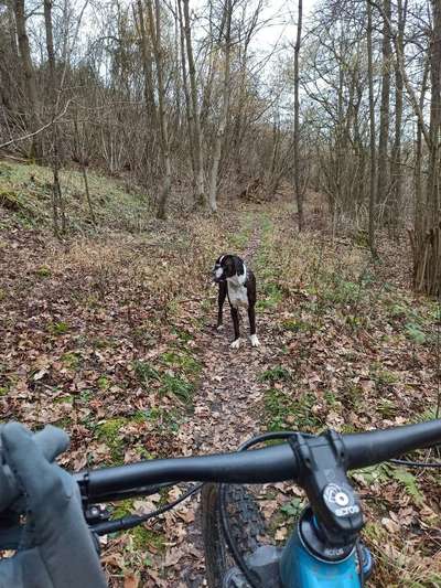 Traildog (mtb)-Beitrag-Bild