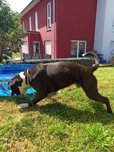 Deutsche Boxer-Beitrag-Bild