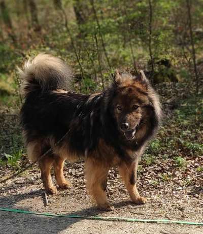 Eurasier hier?-Beitrag-Bild