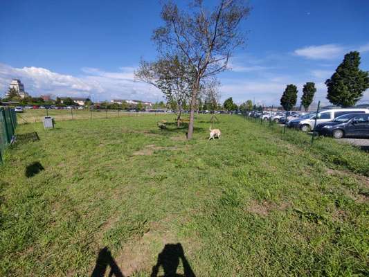 Hundeauslaufgebiet-Freilaufzone St.Valentin Nr.2-Bild