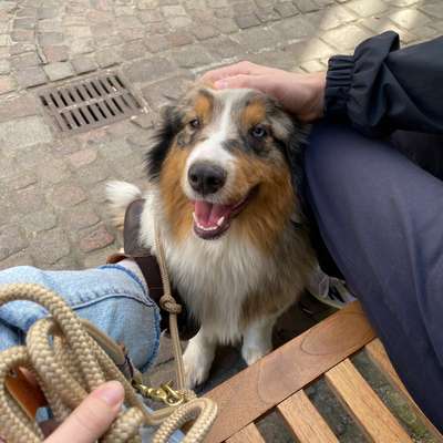 Hundetreffen-Fellnasen zum Toben-Bild