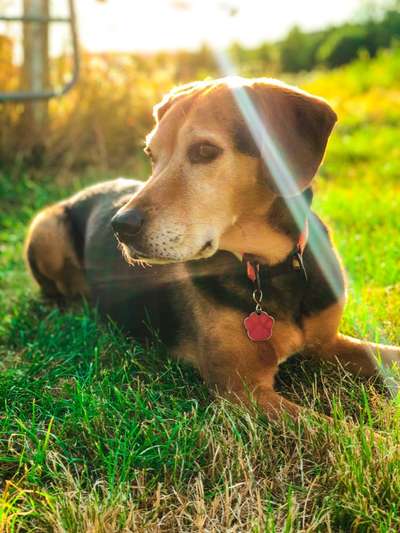 Hunde aus Griechenland-Beitrag-Bild