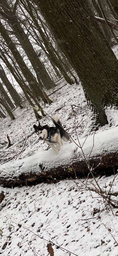 Dogorama Photo Challenge - Hunde in Action-Beitrag-Bild