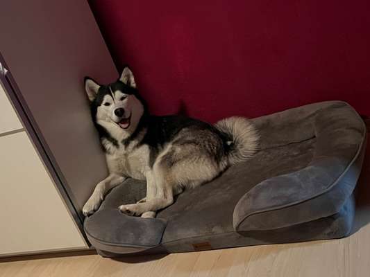 149. Foto Challenge: Wer ist hier der Boss!-Beitrag-Bild