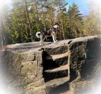 Hundeauslaufgebiet-Rundweg Wildmeisterquelle / Wildmeisterstein-Bild