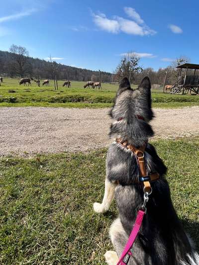 Dogorama Photo Challenge - an der Leine-Beitrag-Bild