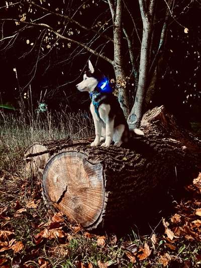 27. Handy Fotochallenge-Beitrag-Bild