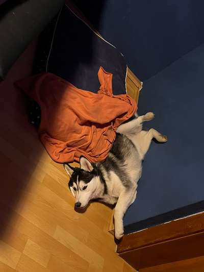 Hands,äh Pfoten up in the Air-Beitrag-Bild